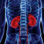 7 Tips Mendeteksi Masalah Ginjal Sejak Dini dengan Langkah Sederhana