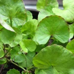 10 Rekomendasi Herbal untuk Menjaga Kesehatan Tengkorak