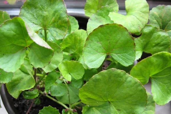 10 Rekomendasi Herbal untuk Menjaga Kesehatan Tengkorak 10 Rekomendasi Herbal untuk Menjaga Kesehatan Tengkorak
