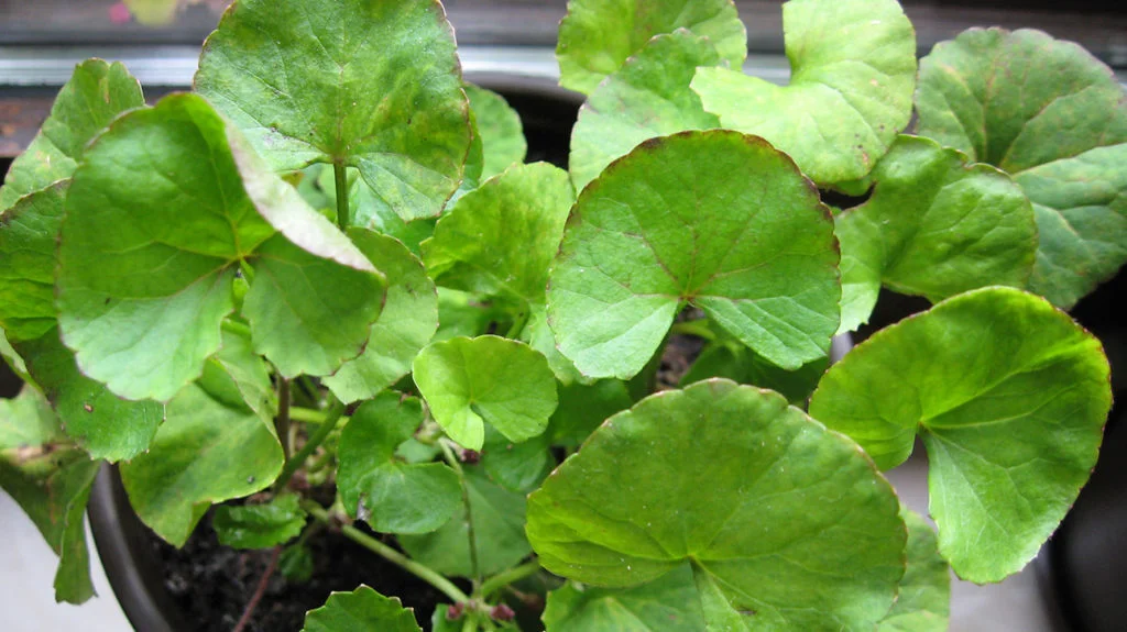 10 Rekomendasi Herbal untuk Menjaga Kesehatan Tengkorak